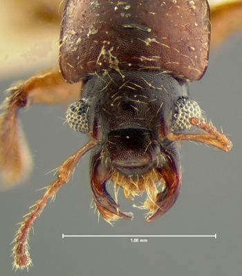 Media type: image;   Entomology 6528 Aspect: head dorsal view